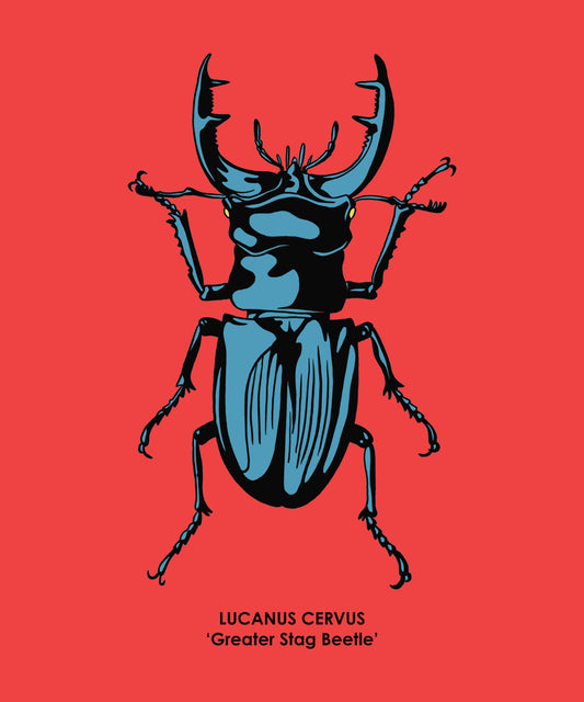 STAG BEETLE