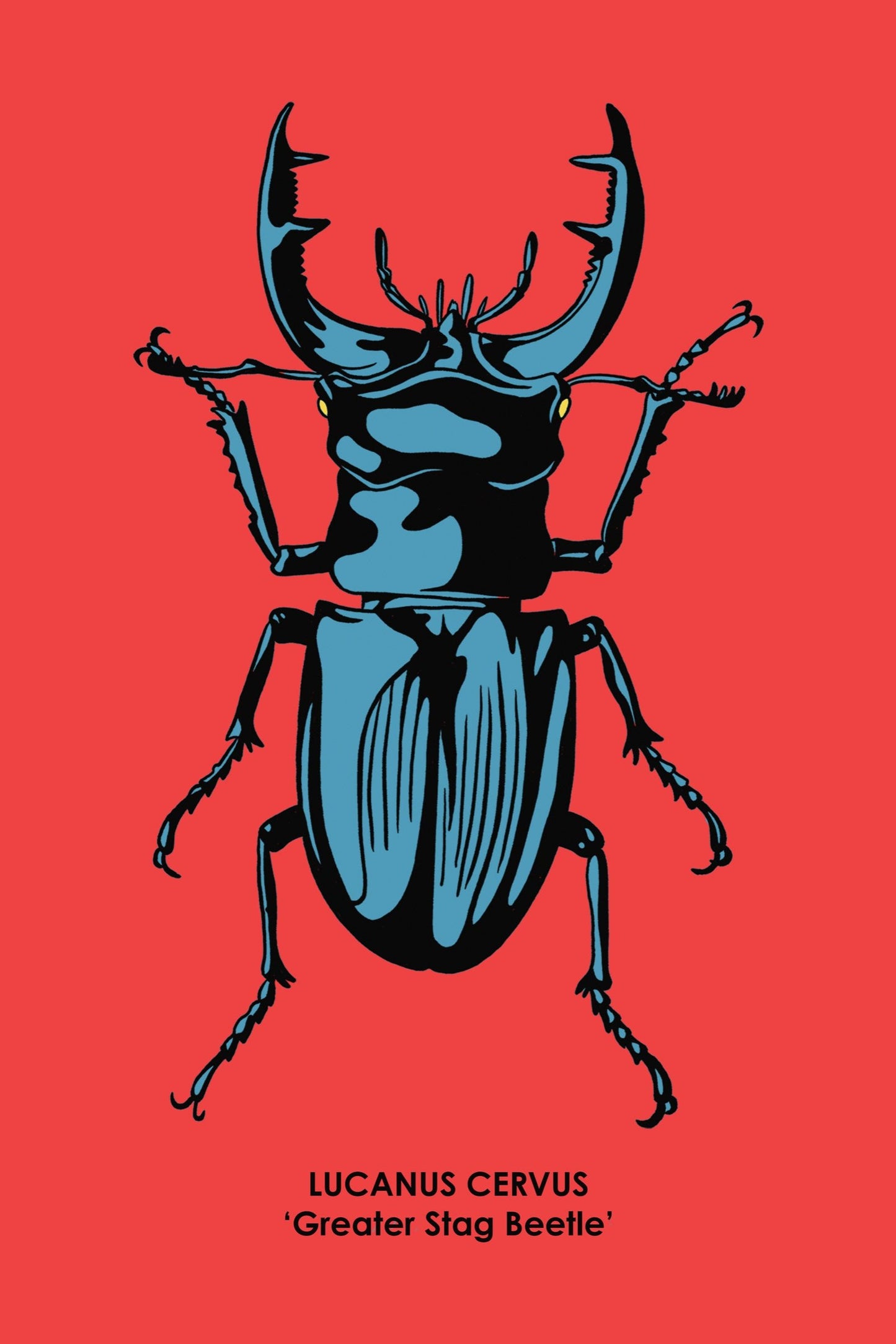 STAG BEETLE